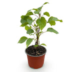 Hydrangea arborescens 'Annabelle' (Rispenhortensie) – weiß – Ø 12 cm, 20–30 cm hoch