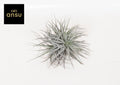 Tillandsia Super Silver XL (luftplante) – Ø20 cm, 15 cm høj