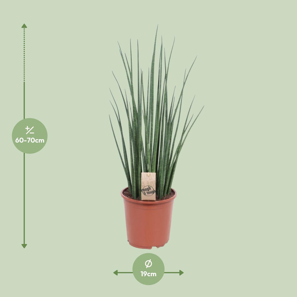 Sansevieria Mikado (svigermors tunge) – Ø19 cm, 70 cm høj