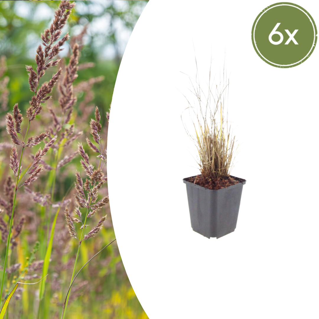 Calamagrostis brachytricha (struisriet) – 6 planten, Ø9 cm, 10–25 cm hoog