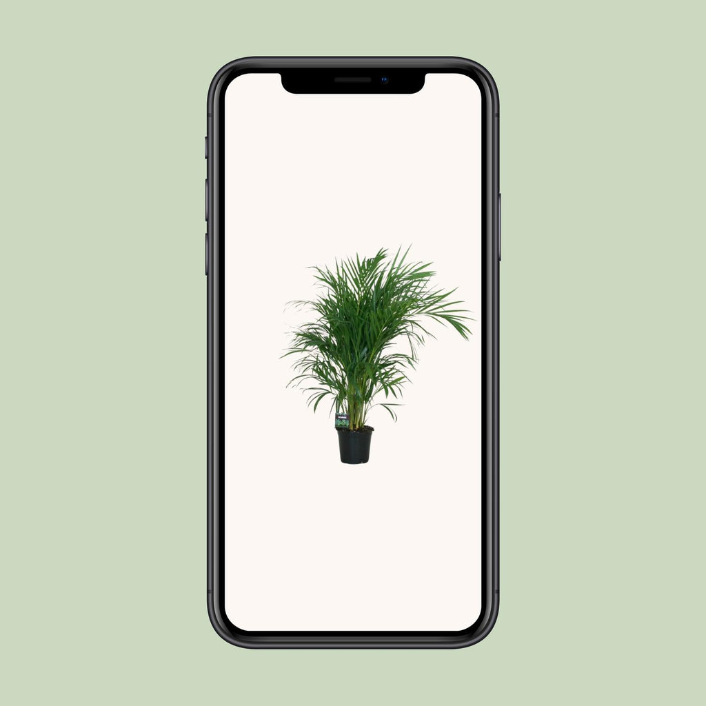 Dypsis lutescens 120 (goudpalm) – Ø19 cm, 100 cm hoog
