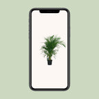 Dypsis lutescens 120 (goudpalm) – Ø19 cm, 100 cm hoog