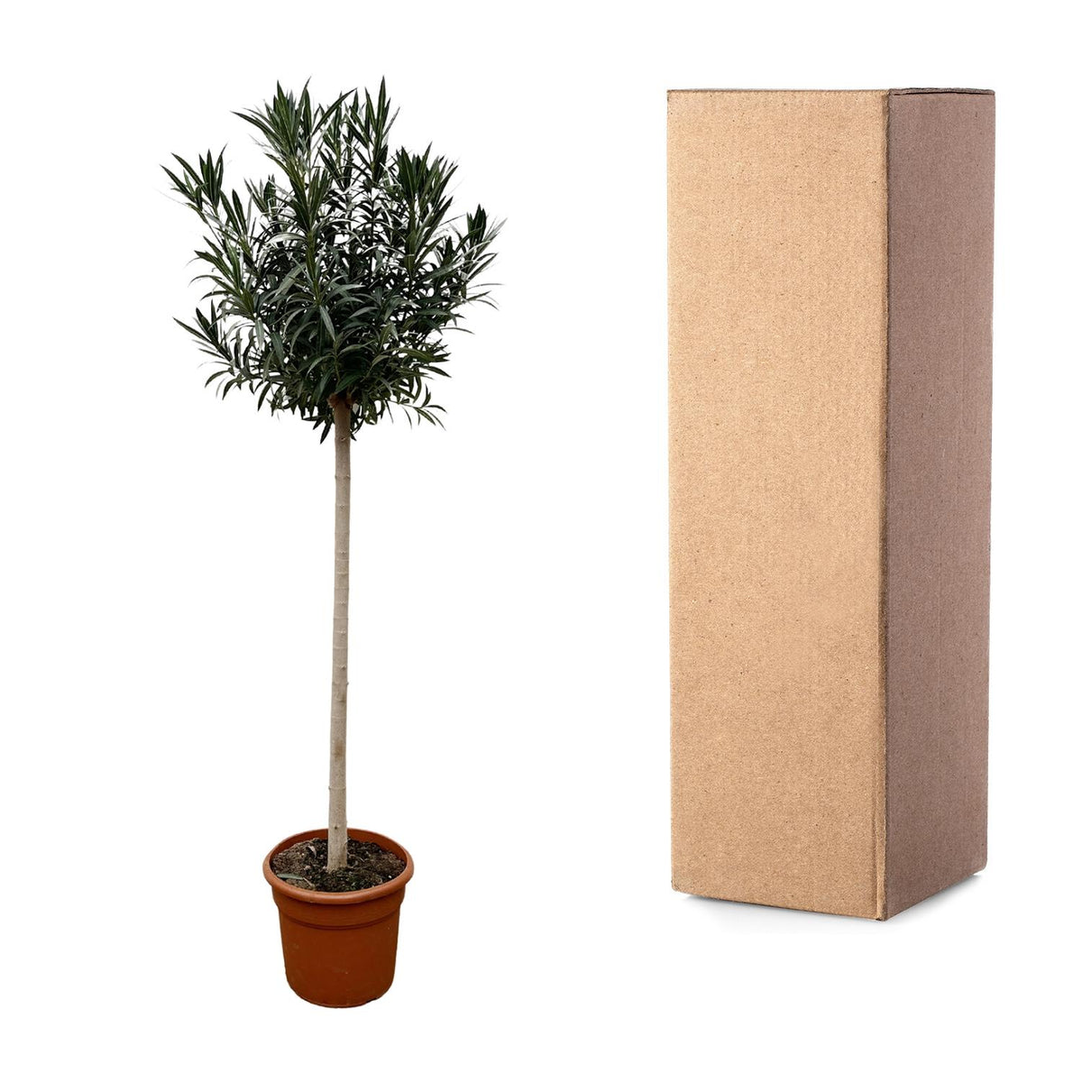 Nerium 'Oleander' standard – Ø40 cm, 170 cm high – photo 3