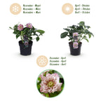 Helleborus orientalis 'Double Tricolour' (Christrose) – rosa – 3 Pflanzen, Ø 14 cm, 35 cm hoch
