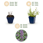 Nepeta rac. 'Grog' (Katzenminze) – blau – 24 Pflanzen, Ø 11 cm, 15–25 cm hoch