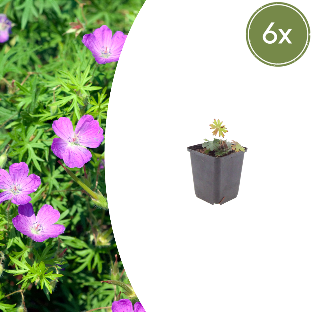 Geranium sanguineum (géranium sanguin) – 6 plantes, Ø9 cm, 10–25 cm de haut