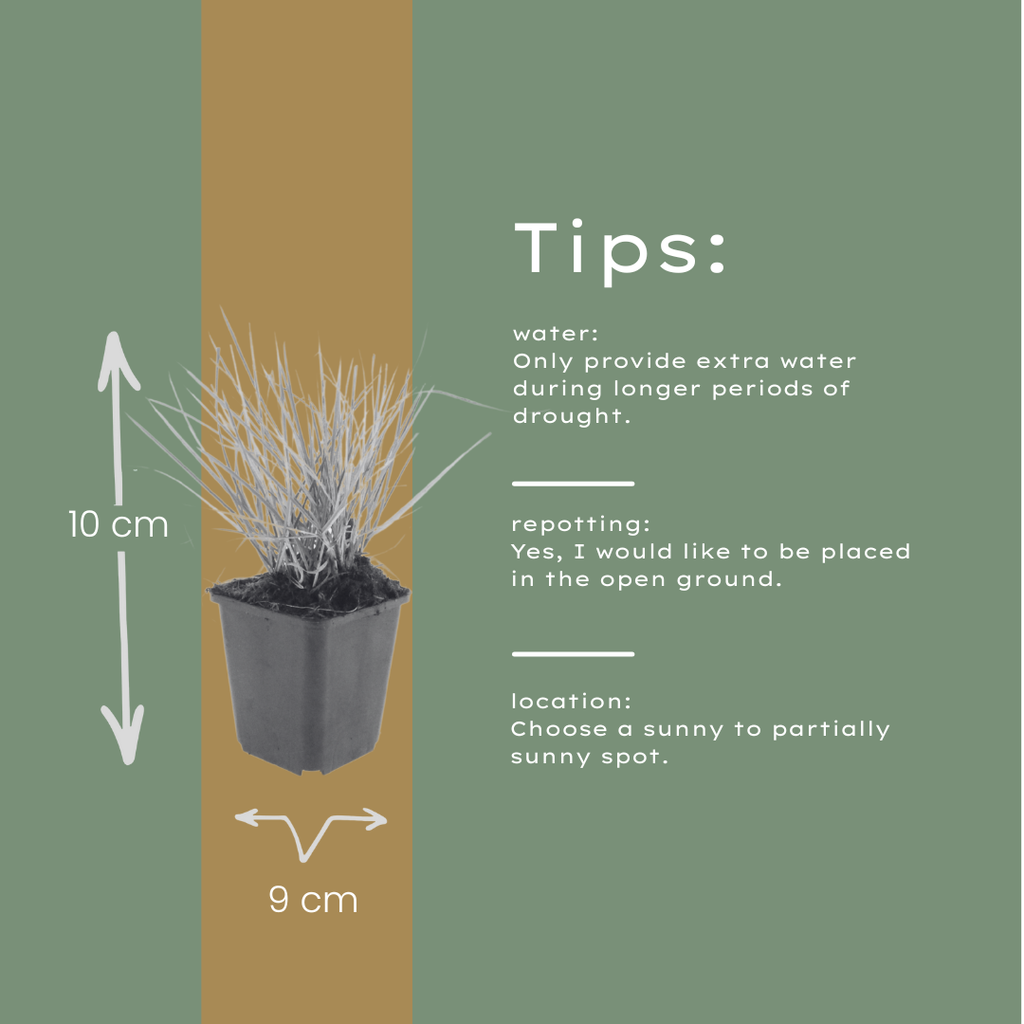 Sesleria autumnalis (Herbst-Schachtelhalm) – 48 Pflanzen, Ø9 cm, 10–25 cm hoch – Bild 5