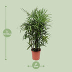 Rhapis Excelsa (Rhapis-Palme) – Ø 27 cm, 120 cm hoch