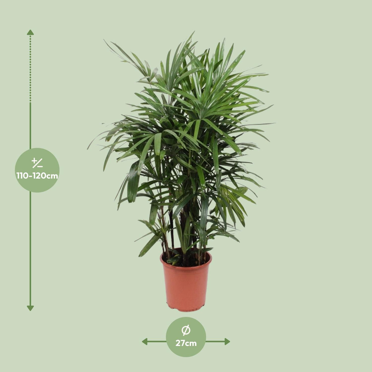 Rhapis Excelsa (Rhapis-Palme) – Ø 27 cm, 120 cm hoch