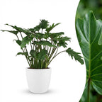 Philodendron Xanadu dans pot de présentation blanc – Ø19 cm, 60 cm de haut