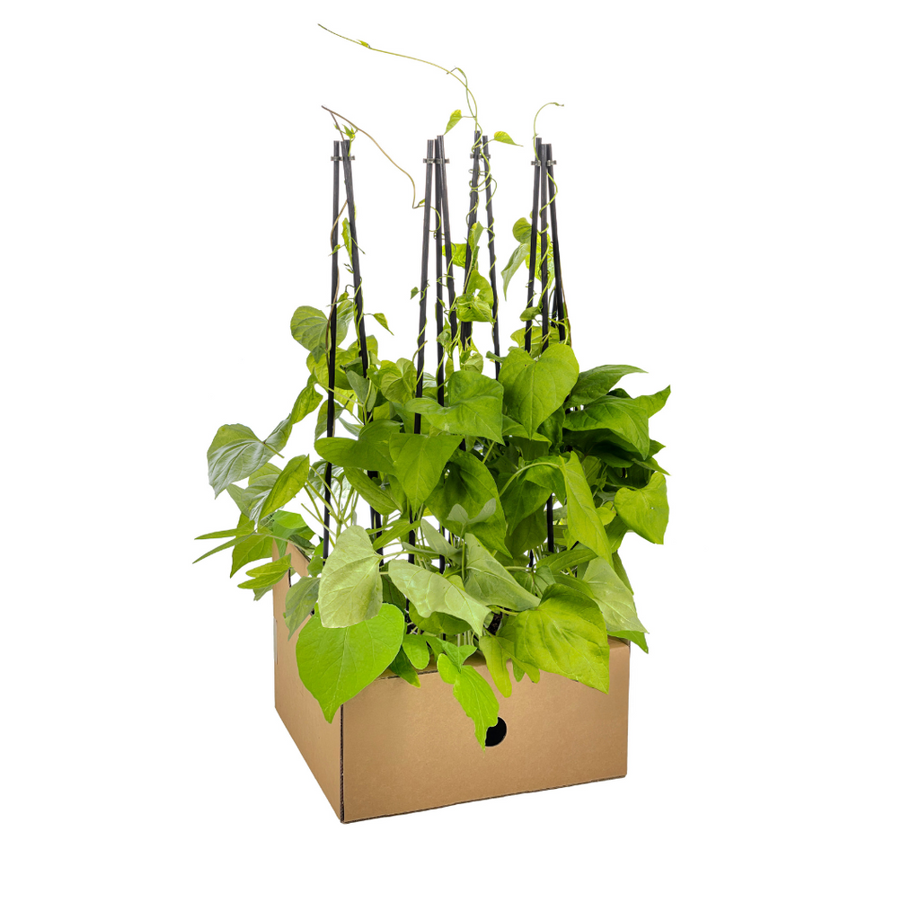 Ipomoea 'Tricolor Heavenly Blue' (Beflocken) – 4 Pflanzen, Ø13 cm, 60 cm hoch