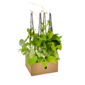 Ipomoea 'Tricolor Heavenly Blue' (Beflocken) – 4 Pflanzen, Ø13 cm, 60 cm hoch