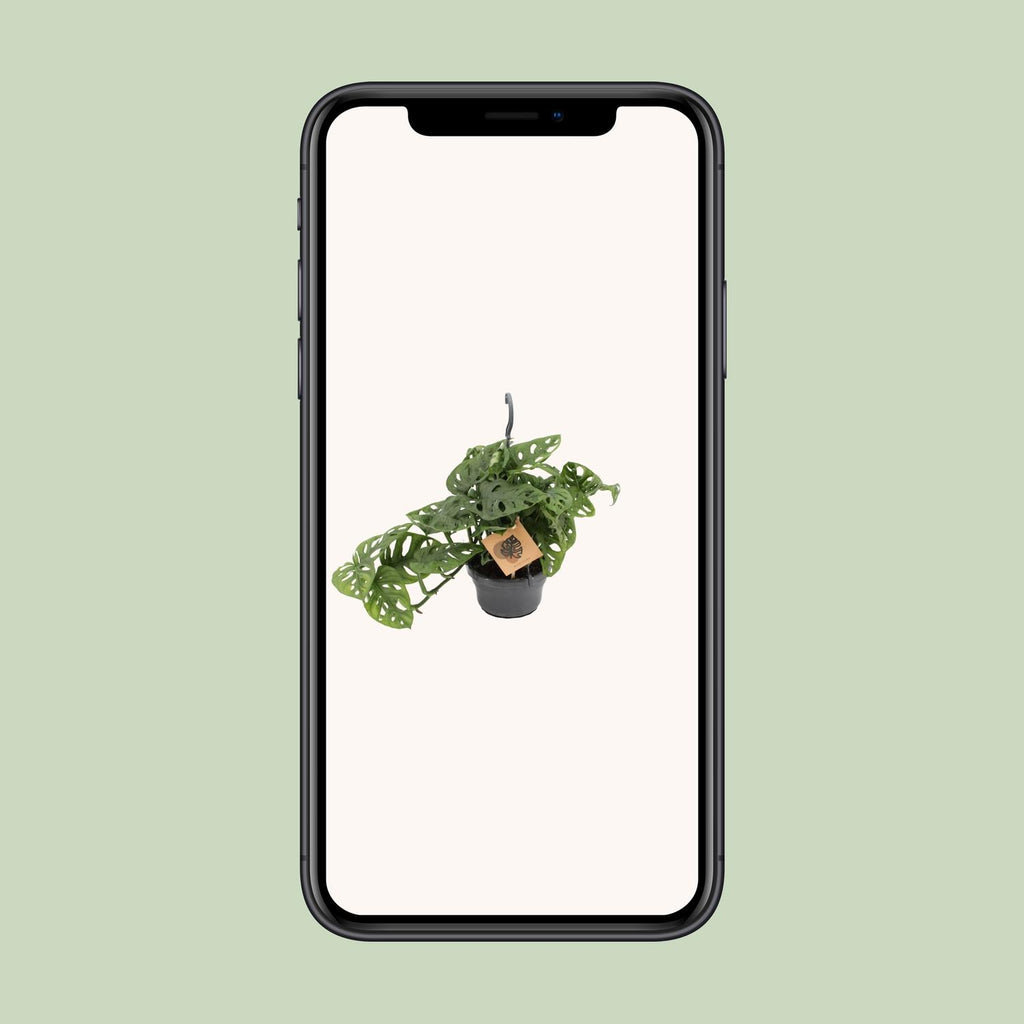 Monstera Monkey (hulplant) – Ø14 cm, 30 cm høj