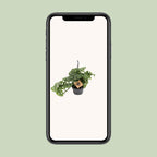 Monstera Monkey (hulplant) – Ø14 cm, 30 cm høj