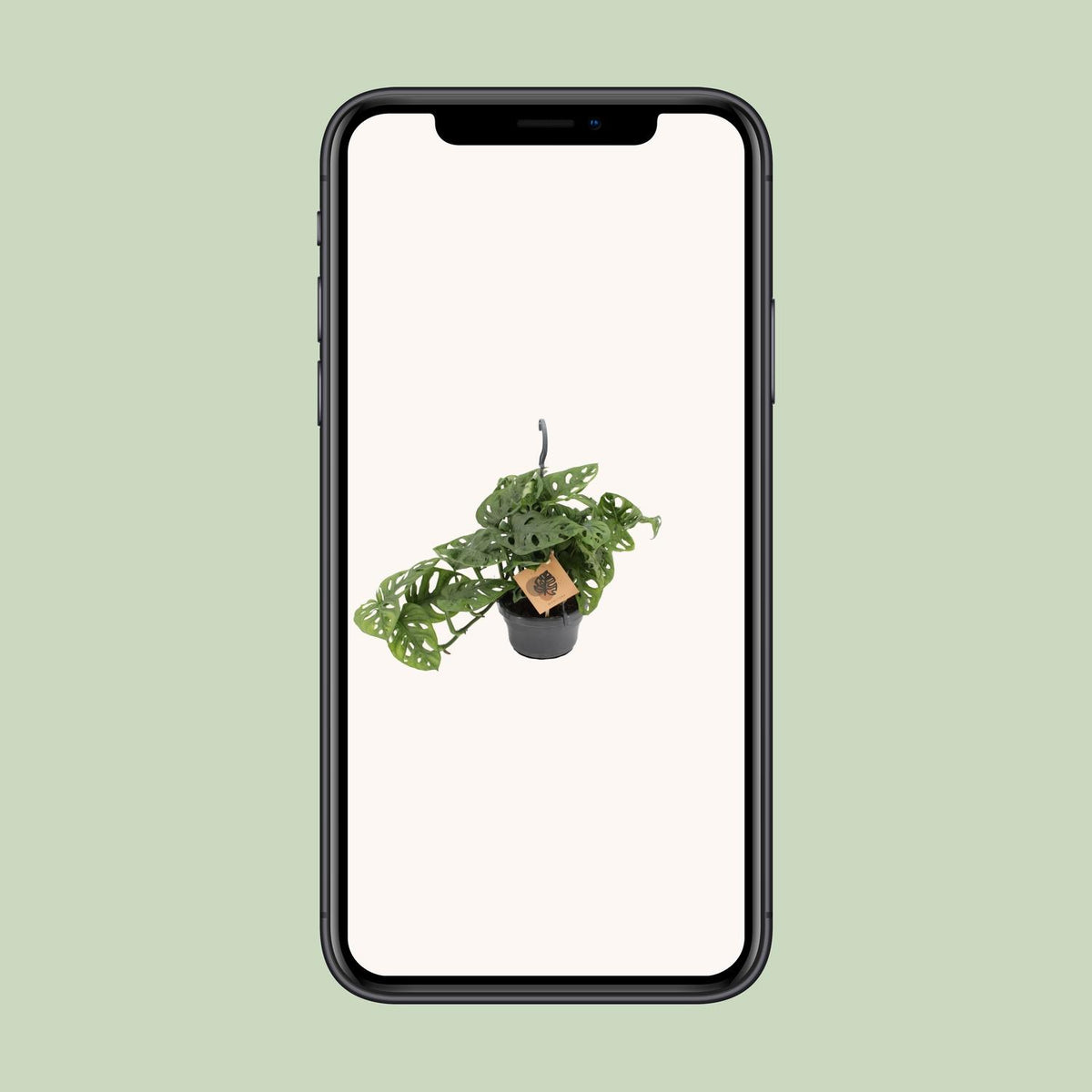 Monstera Monkey (hulplant) – Ø14 cm, 30 cm høj