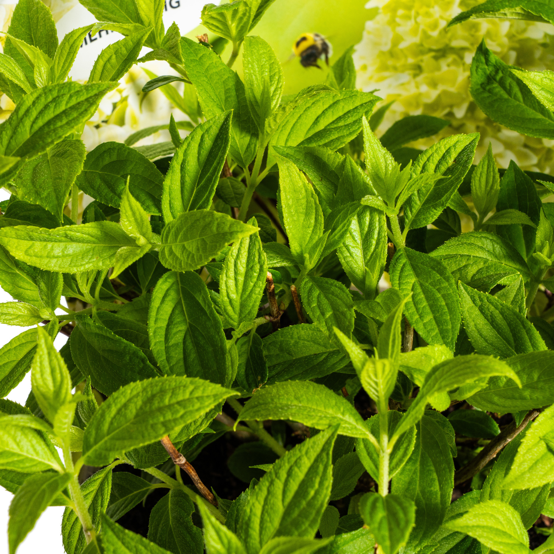 Hydrangea paniculata 'Magical Candle Potcover' (hortensia) – Ø19 cm, 30–40 cm hoog