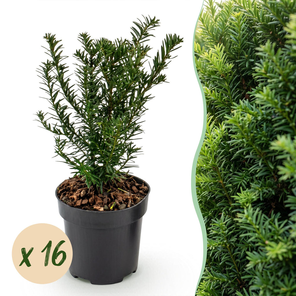 Taxus baccata (if bien-aimé) – 16 plants, Ø9 cm, 20–30 cm de haut
