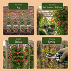 Lonicera × brownii 'Dropmore Scarlet' (honeysuckle) – yellow-red – 4 plants, Ø9 cm, 35 cm high