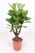 Ficus lyrata branched (fiddle-leaf fig) – Ø27 cm, 120 cm high – art. 10985