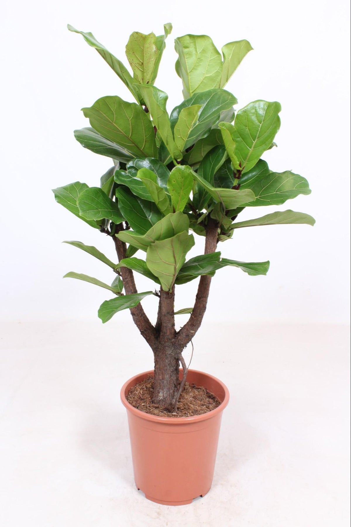 Ficus lyrata verzweigt (Geigenfeigen) – Ø 27 cm, 120 cm hoch – Art. 10985