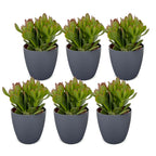 6× Crassula ovata (jade plant) in grey pot – Ø12 cm, 16 cm high