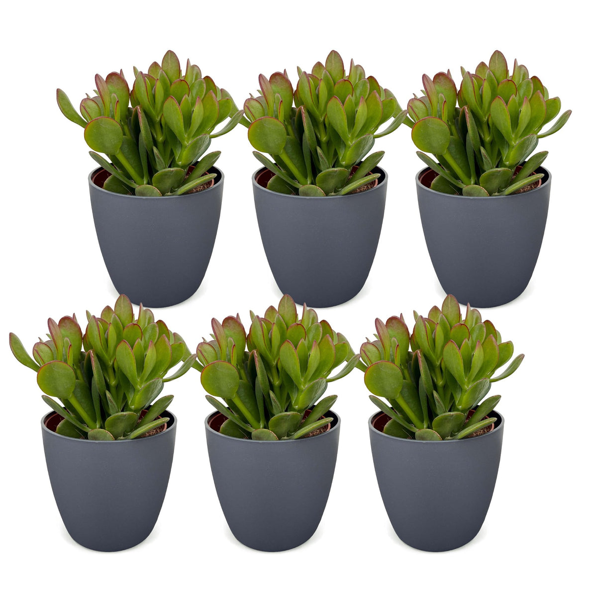 6× Crassula ovata (jade plant) in grey pot – Ø12 cm, 16 cm high – photo 2