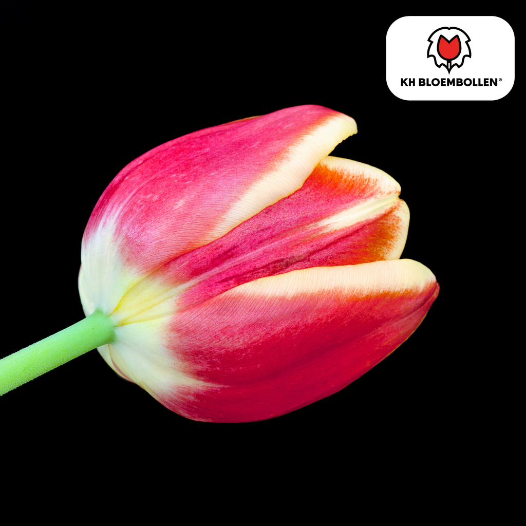 Tulipan 'Dow Jones' – 20 blomsterløg (løgstørrelse 11/12)