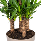 Yucca elephantipes – Ø30 cm, 90–110 cm høj