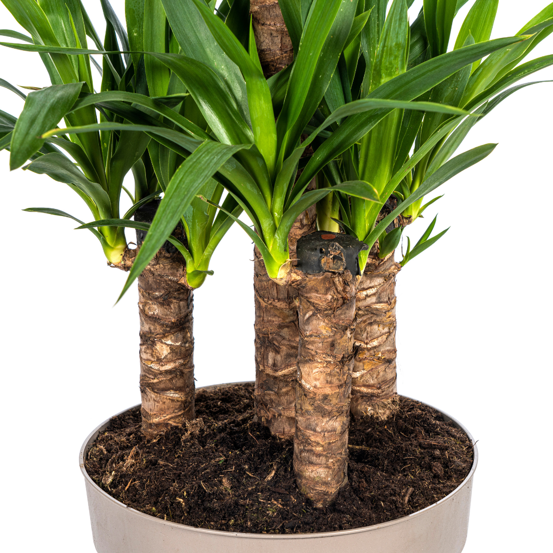 Yucca elephantipes – Ø30 cm, 90–110 cm hoog