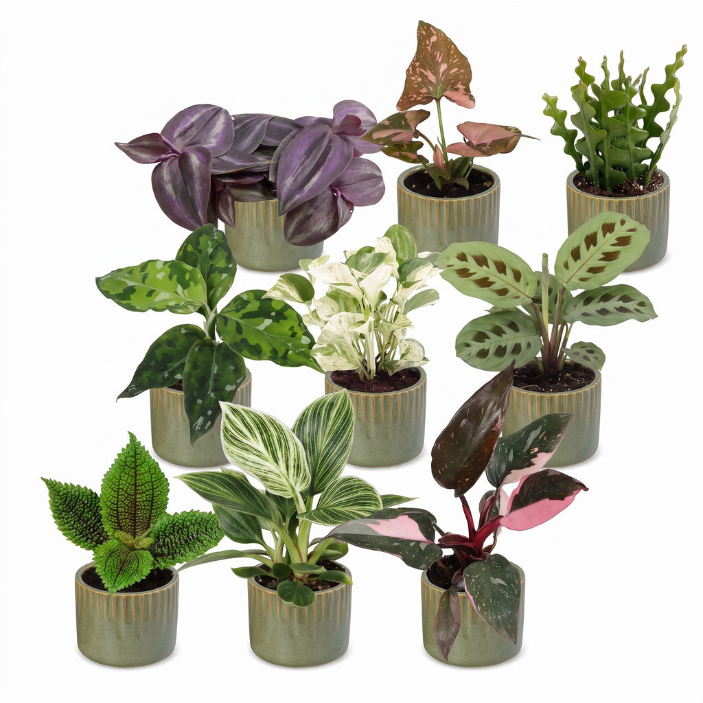 9× Coffret surprise de plantes d’intérieur incl. Linnea Olive – Ø6 cm, 5–15 cm de haut – photo 2