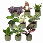 9× Coffret surprise de plantes d’intérieur incl. Linnea Olive – Ø6 cm, 5–15 cm de haut