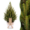 2× Picea glauca Conica (sapin de Noël) en pot zincé – Ø17 cm, 65 cm de haut