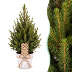 2× Picea glauca Conica (sapin de Noël) en pot zincé – Ø17 cm, 65 cm de haut