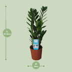 Zamioculcas zamiifolia (zz-plant) – Ø14 cm, 55 cm hoog