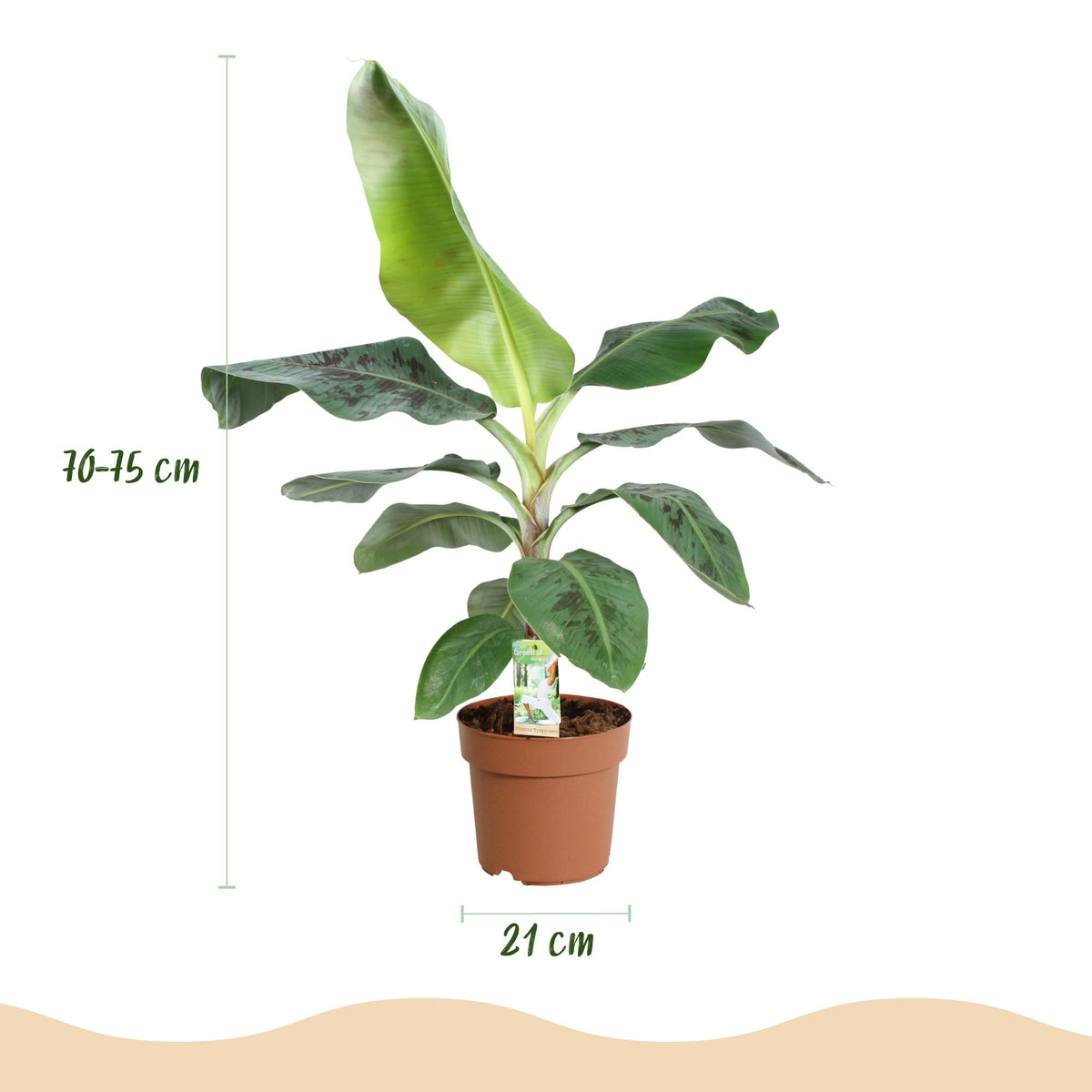 Musa acuminata Dwarf Cavendish (Bananenpflanze) – Ø 21 cm, 70–75 cm hoch