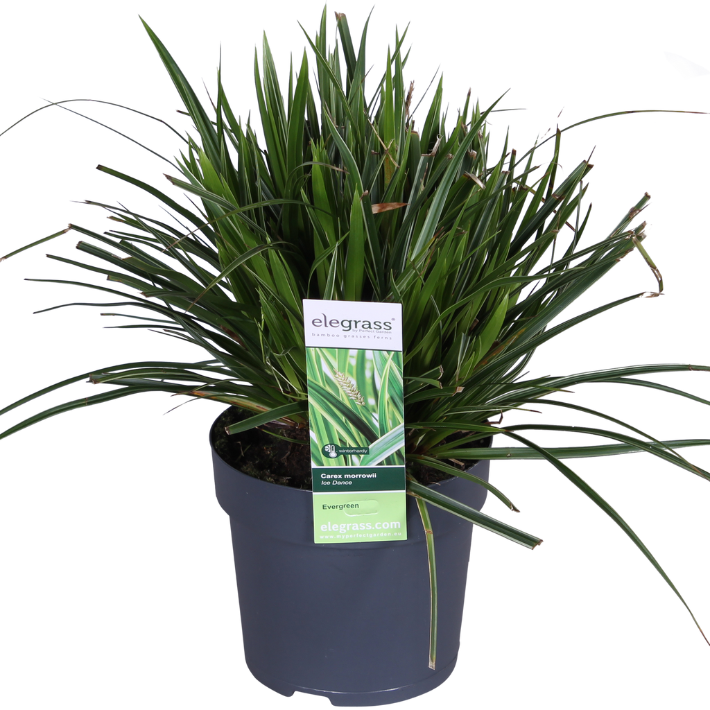 Carex morrowii 'Ice Dance' (Segge) – Ø14 cm, 30 cm hoch