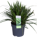 Carex morrowii 'Ice Dance' (Segge) – Ø14 cm, 30 cm hoch