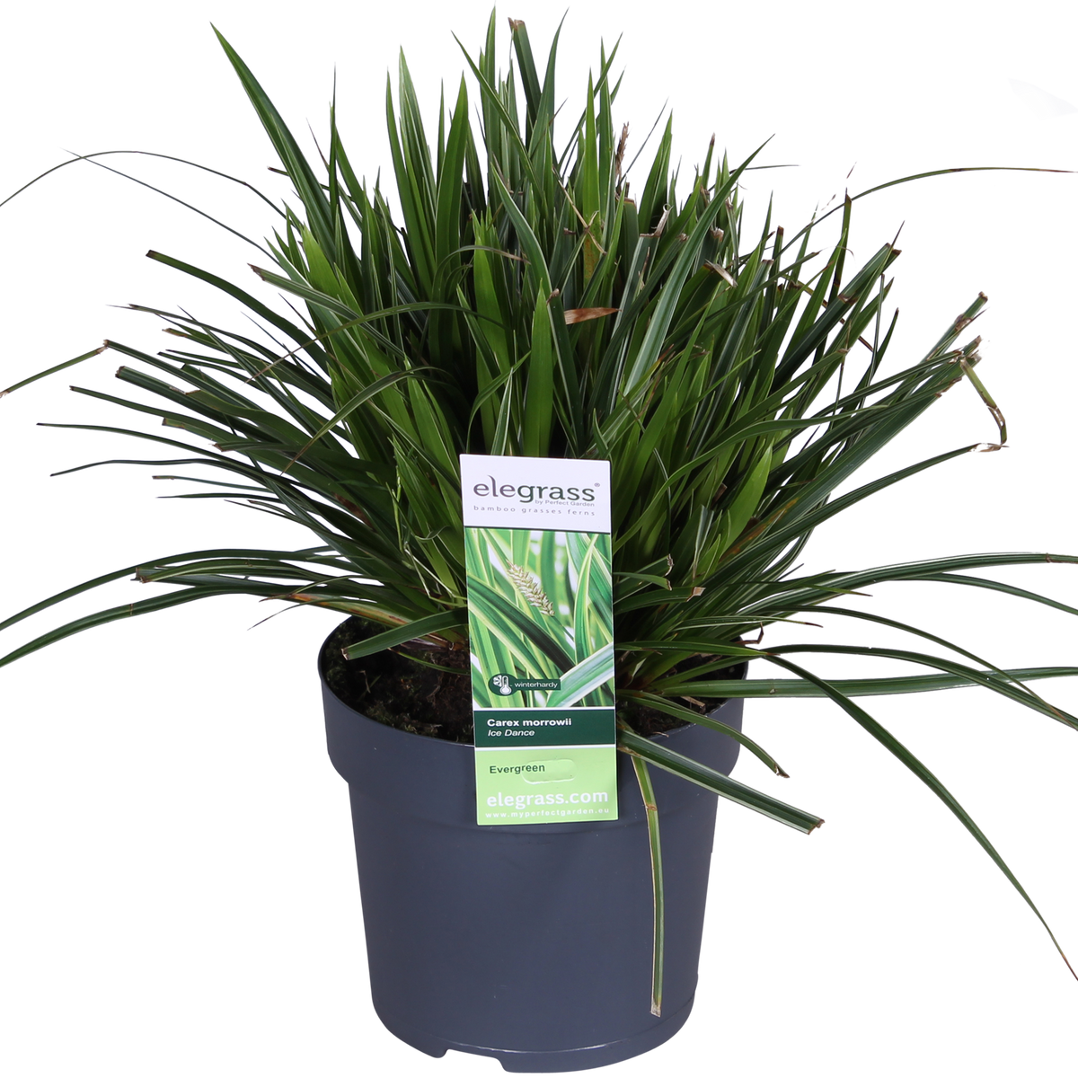 Carex morrowii 'Ice Dance' (Segge) – Ø14 cm, 30 cm hoch