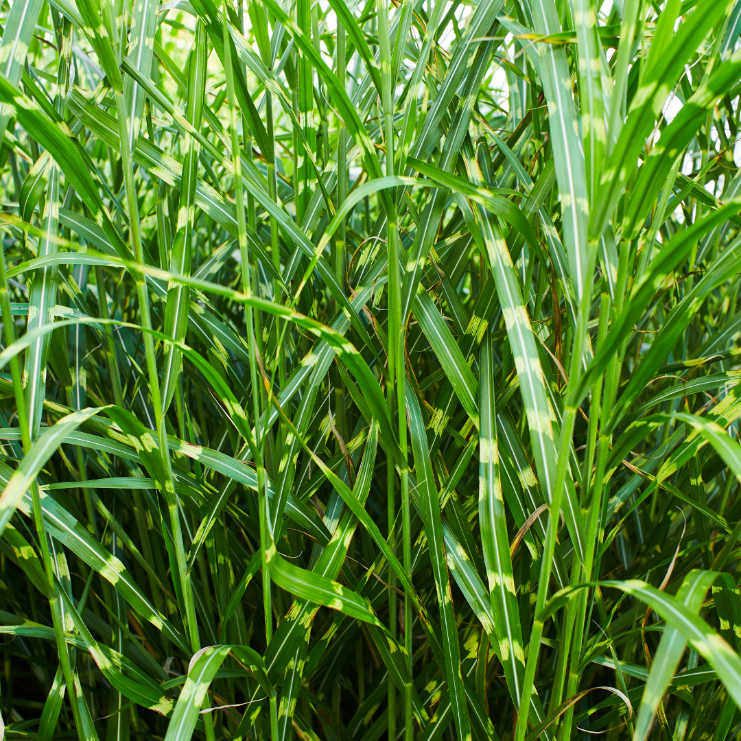 Miscanthus sinensis 'Zebrinus' (miscanthus à rayures) – 6 plants, Ø12 cm – photo 2