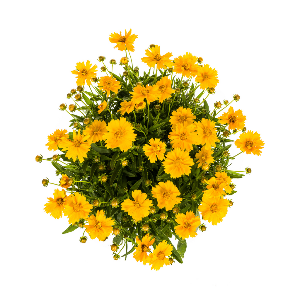 Coreopsis grandiflora (mælkebøtte) – Ø19 cm, 50–60 cm høj – billede 5