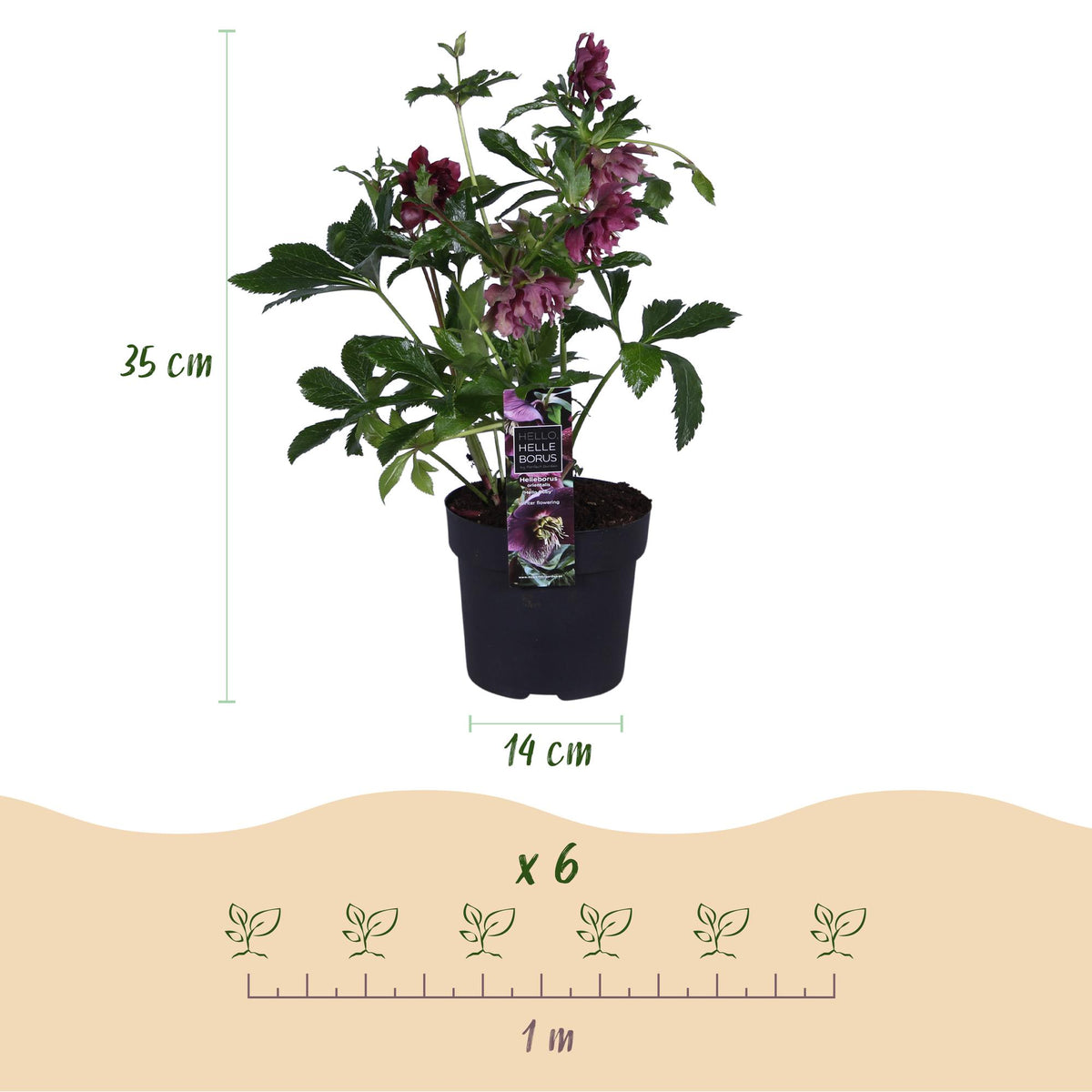 Helleborus orientalis 'Double Ellen Red' (Christrose) – 2 Pflanzen, Ø 14 cm, 35 cm hoch