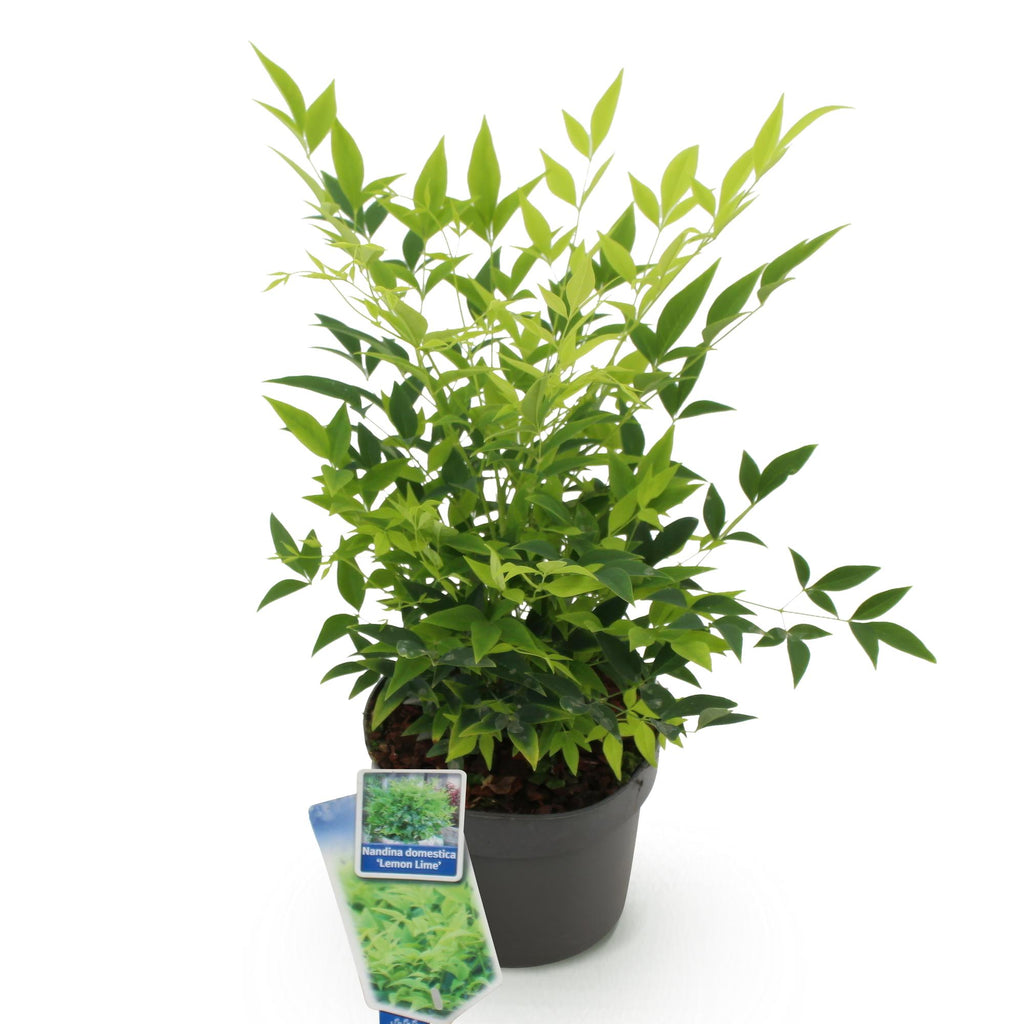 Nandina 'Lemon &amp; Lime' (Himmlisches Bambus) – gelb – Ø17 cm, 45 cm hoch – Bild 2