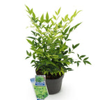Nandina 'Lemon & Lime' (Himmlisches Bambus) – gelb – Ø17 cm, 45 cm hoch