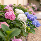 Hydrangea macrophylla 'Tricolour' (hortensia) – rose-blanc-bleu – 3 plantes, Ø17 cm, 30 cm de haut