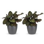 2× Calathea makoyana en pot décoratif gris – Ø12 cm, 25 cm de haut