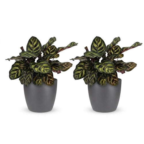 2× Calathea makoyana i Potter-selskaps potte grå – Ø12 cm, 25 cm høj