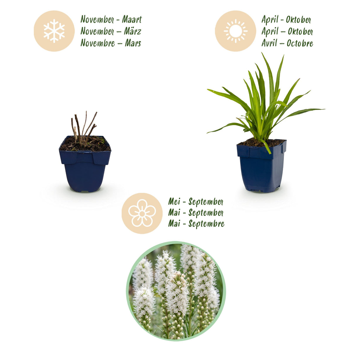 Liatris spicata alba (liatris) – blanc – 12 plantes, Ø11 cm, 15–25 cm de haut – photo 4