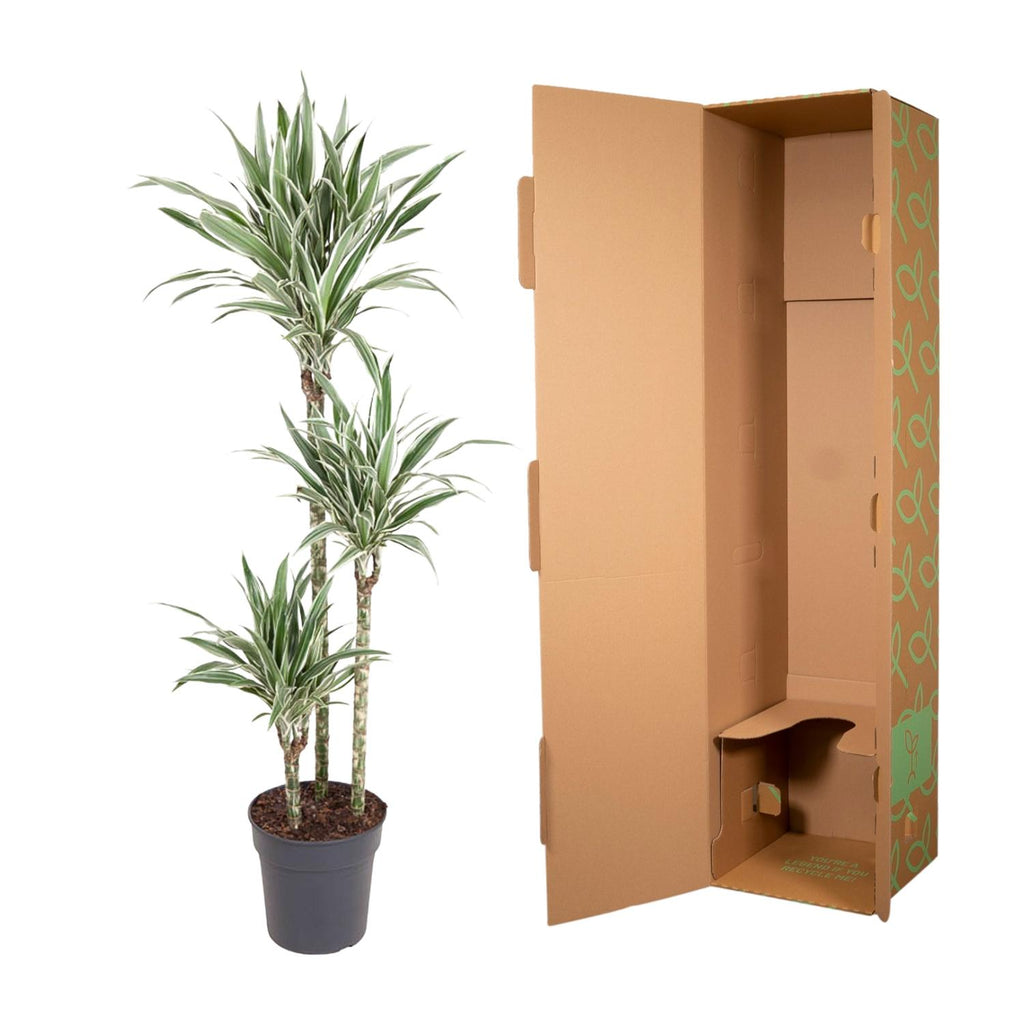 Dracaena White Stripe (drakenboom) – Ø24 cm, 150 cm hoog
