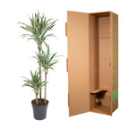 Dracaena White Stripe (drakenboom) – Ø24 cm, 150 cm hoog