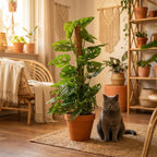 Abe-maske (Monstera) – Ø19 cm, 90 cm høj